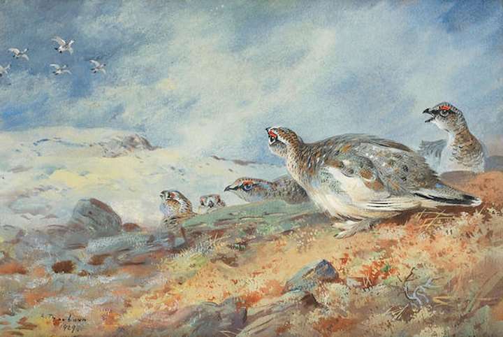 Ptarmigan in the snow